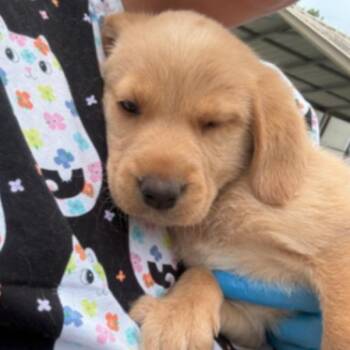 CT Flapjackie avail Jun 13 (Four Town Craft Fair- Somers, CT) -  Labrador Retriever and Mixed Breed Dog for Adoption in Eastford, Connecticut - CT Flapjackie Avail Jun 13 (Four Town Craft Fair- Somers, CT) | PetCurious