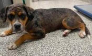 Juno -  Catahoula Leopard Dog and Mixed Breed Dog for Adoption in Kansas City, Missouri - Juno | PetCurious
