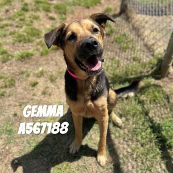German Shepherd Dog and Mixed Breed Dogs Available for Adoption - GEMMA | PetCurious
