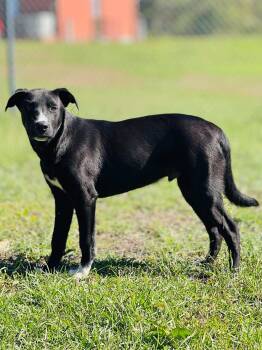 AC-5331 "Pancake" -  Black Labrador Retriever Dog for Adoption in Conyers, Georgia - AC-5331 "Pancake" | PetCurious