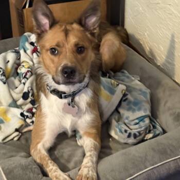 Australian Cattle Dog Blue Heeler and Cattle Dog Dogs Available for Adoption in Choctaw, Oklahoma - Obi | PetCurious
