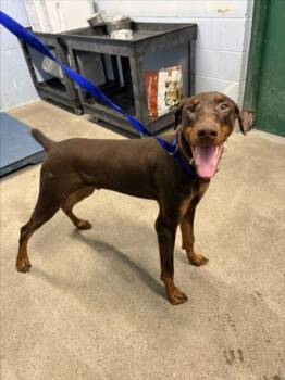 MAX -  Doberman Pinscher Dog for Adoption in Woodland, California - MAX | PetCurious
