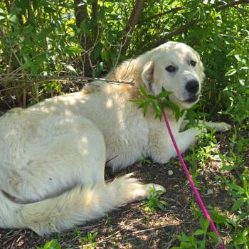 CT Bruno -  Great Pyrenees and Mixed Breed Dog for Adoption in Eastford, Connecticut - CT Bruno | PetCurious