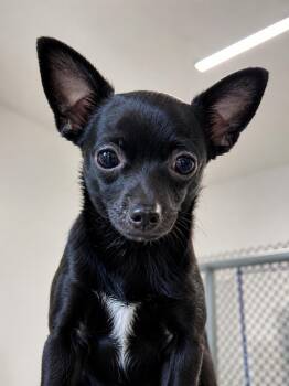 ZYA -  Chihuahua and Pomeranian Dog for Adoption in Vaughan, Ontario - ZYA | PetCurious