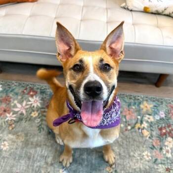 Adalynn Eloise A Water Loving Good Time Girl -  Husky and Pit Bull Terrier Dog for Adoption in Friendswood, Texas - Adalynn Eloise A Water Loving Good Time Girl | PetCurious