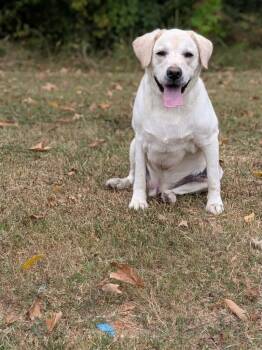 Bailey -  Labrador Retriever Dog for Adoption in Springfield, Tennessee - Bailey | PetCurious