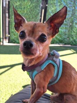 Rescue Chihuahua Dogs for Adoption in Woodland, California - *BROCCOLINI | PetCurious