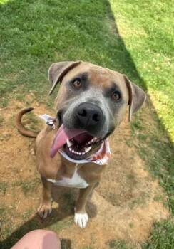 Rescue Mixed Breed Dogs for Adoption in Memphis, Tennessee - Dandaman | PetCurious