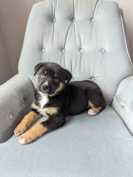 Rescue Shepherd and Husky Dogs for Adoption in Sandy Hook, Manitoba - Robin | PetCurious