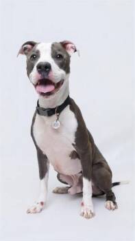 Pit Bull Terrier Dogs Available for Adoption in Rockville, Maryland - Yoshi | PetCurious