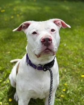 Rescue Terrier and Mixed Breed Dogs for Adoption in Pomona, New York - Ava | PetCurious