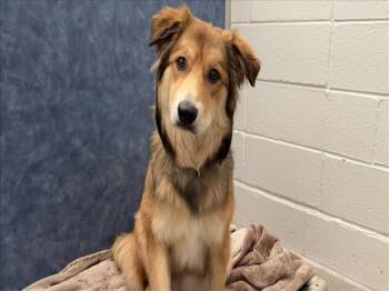 NOVA -  Australian Shepherd Dog Available for Adoption in Loveland, Colorado - NOVA | PetCurious
