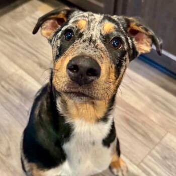 Waylon -  Catahoula Leopard Dog and Mixed Breed Dog for Adoption in Mead, Colorado - Waylon | PetCurious