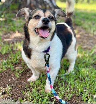 Chihuahua Dogs Available for Adoption in St. Augustine, Florida - Slinky Milinki | PetCurious