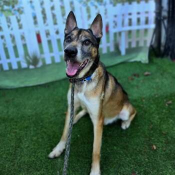 KODA -  German Shepherd Dog Dog for Adoption in Long Beach, California - KODA | PetCurious