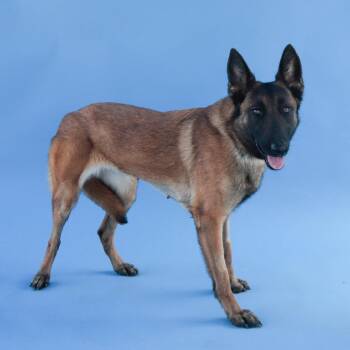 Belgian Shepherd Malinois Dogs Available for Adoption in Pasadena, California - BABY | PetCurious