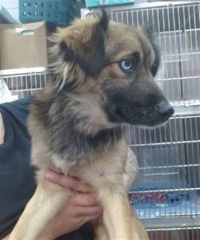 SIMBA -  Australian Shepherd and Mixed Breed Dog for Adoption in Salinas, California - SIMBA | PetCurious