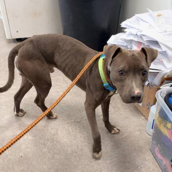 Pancake -  Mixed Breed Dog for Adoption in Philadelphia, Pennsylvania - Pancake | PetCurious