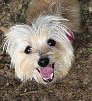 Sweet Tea -  Yorkshire Terrier Dog for Adoption in Philadelphia, Pennsylvania - Sweet Tea | PetCurious