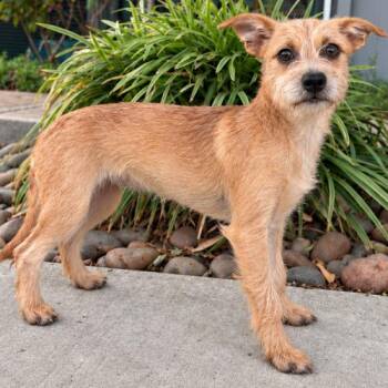 Ella -  Chihuahua and Maltipoo Dog for Adoption in Lathrop, California - Ella | PetCurious