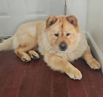 Chow Chow Dogs Available for Adoption in Sacramento, California - Stormy! | PetCurious