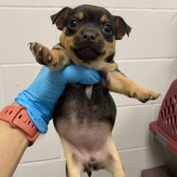 Jack Russell Terrier and Chihuahua Dogs Available for Adoption in West Palm Beach, Florida - Jelly | PetCurious