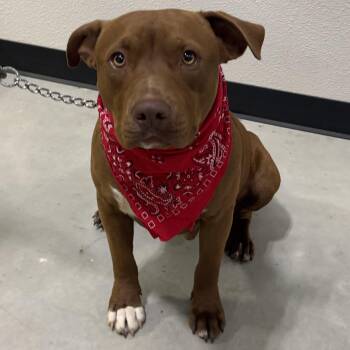 Pit Bull Terrier Dogs Available for Adoption in Woodland, California - Red | PetCurious