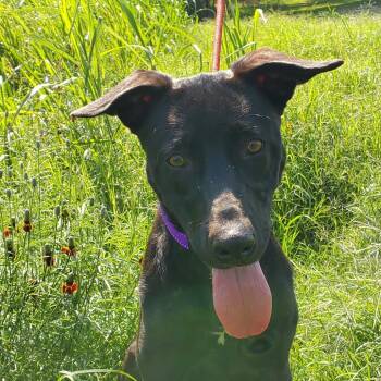 Rescue Pharaoh Hound and Retriever Dogs for Adoption in Austin, Texas - Truffles BW | PetCurious
