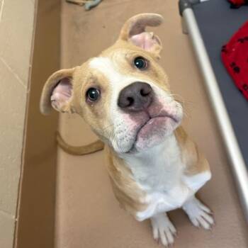 Georgie -  Pit Bull Terrier Dog for Adoption in Reno, Nevada - Georgie | PetCurious