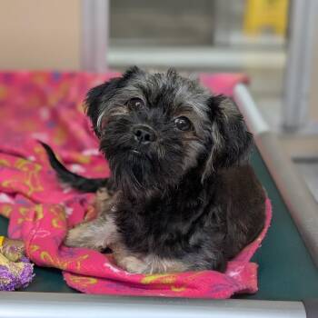JoJo -  Yorkshire Terrier and Maltese Dog for Adoption in St. Augustine, Florida - JoJo | PetCurious