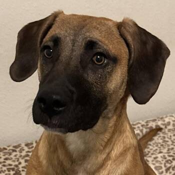 Hound Dogs Available for Adoption in San Antonio, Texas - Ripley | PetCurious