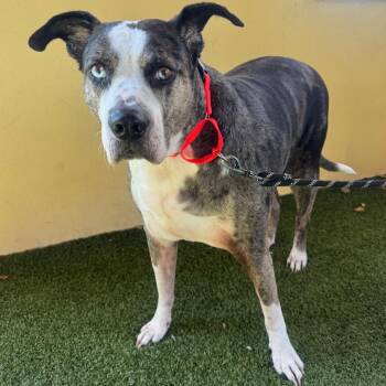 Smokey -  Catahoula Leopard Dog Dog for Adoption in West Palm Beach, Florida - Smokey | PetCurious