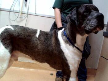 CLINT -  Great Dane Dog for Adoption in Martinez, California - CLINT | PetCurious