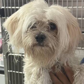 Gustavo (Gus) -  Poodle Dog for Adoption in Fresno, California - Gustavo (Gus) | PetCurious