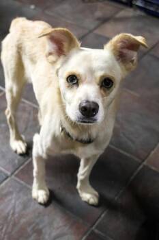 Fabian -  Chihuahua Dog for Adoption in Tucson, Arizona - Fabian | PetCurious