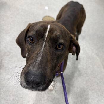 Plott Hound and Boxer Dogs Available for Adoption - Mama Shy | PetCurious