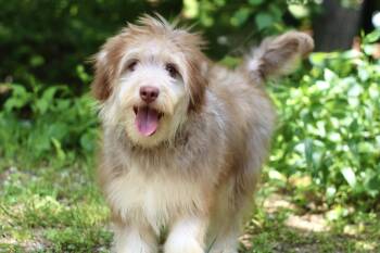 Hulu in NH. Come Meet our Adoptable Dogs Wednesday-Saturday. Mor -  Poodle Dog for Adoption in Manchester, New Hampshire - Hulu In NH. Come Meet Our Adoptable Dogs Wednesday-Saturday. Mor | PetCurious