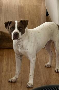 Rescue American Bulldog and German Shorthaired Pointer Dogs for Adoption in Brierfield, Alabama - Charlie | PetCurious