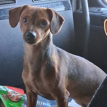 Dachshund and Mixed Breed Dogs Available for Adoption in Duck River, Tennessee - Thelma | PetCurious