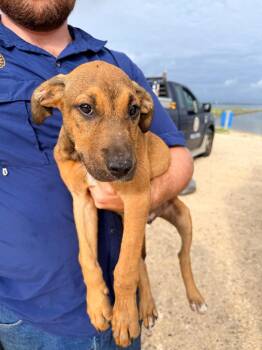 Dragon Fly -  Doberman Pinscher and German Shepherd Dog Dog for Adoption in Rockport, Texas - Dragon Fly | PetCurious