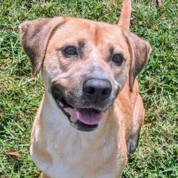 Messer -  Mixed Breed Dog for Adoption in Jeffersonville, Indiana - Messer | PetCurious
