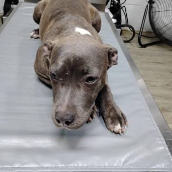 Mixed Breed Dogs Available for Adoption in Summerville, South Carolina - Faith | PetCurious