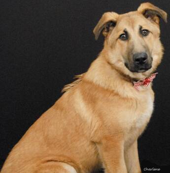 Anatolian Shepherd Dogs Available for Adoption in Newland, North Carolina - Banana Puddin