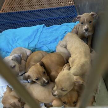 Terrier Dogs Available for Adoption in Clearwater, Florida - Winter | PetCurious