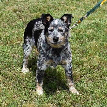 Australian Cattle Dog Blue Heeler Dogs Available for Adoption in Searcy, Arkansas - Sandy | PetCurious