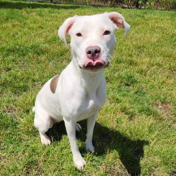 Galena -  Pit Bull Terrier Dog for Adoption in Fort Wayne, Indiana - Galena | PetCurious