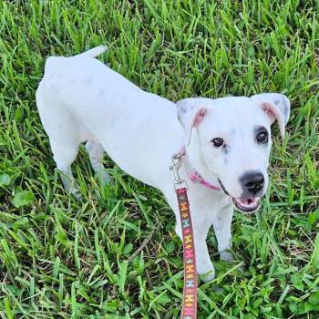 Barbie -  Dalmatian and Mixed Breed Dog for Adoption in Port Richey, Florida - Barbie | PetCurious