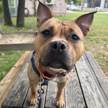 Apple Dumpling -  Pit Bull Terrier Dog for Adoption in Eatontown, New Jersey - Apple Dumpling | PetCurious