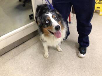 BOYZ -  Australian Shepherd Dog for Adoption in Riverside, California - BOYZ | PetCurious