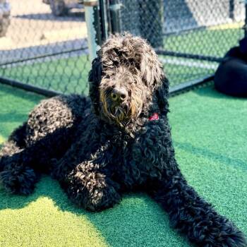 Standard Poodle Dogs Available for Adoption - Sage A2259295 | PetCurious